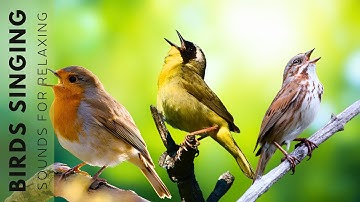 24 Hours of Beautiful Birds (No Music) - Nature Relaxation, Birds Singing Without Music