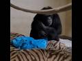A Reunion Of Love Baby Chimp Kucheza And Mama Chimp Embrace After Challenging Start