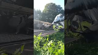 Serenity in Flight: Slow Motion Release of 20 Racing Pigeons from Transport Box 🕊️ #racingpigeons