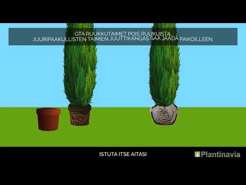 Video: Istutetaan Ikivihreitä Astioista Ja Istutetaan Suuria Puita