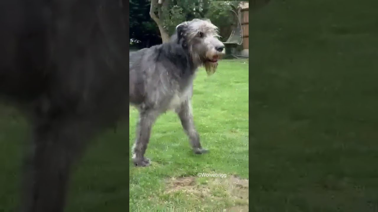 Old Dogs Rule Domhnall Gets Chased By 9 Year Duffy Irishwolfhound Doglover