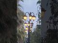 Palms and tree with red blooms against a deep blue sky and golden light | أشجار النخيل والأشجار