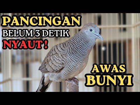 Suara Masteran Gacor Burung Perkutut PANCINGAN BURUNG PERKUTUT SUARA ASLI BIKIN LAWAN NYAUT BUNYI