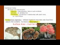Introduction to Fungus