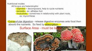 Introduction to Fungus