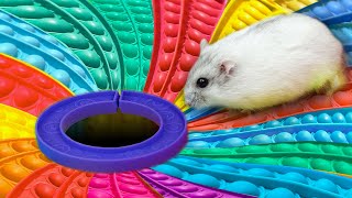 🐹 Hamster Escapes the Rainbow POP IT Maze [OBSTACLE COURSE] Part 1