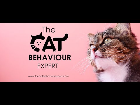 Βίντεο: Προβλήματα παιδιατρικής συμπεριφοράς στις γάτες