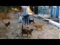 1001 athenian cats