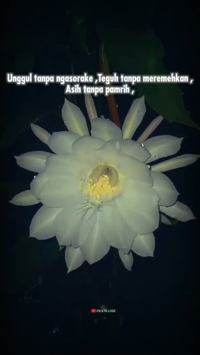 Story wa jawa - lagu jawa mistis #shorts #storywa30detik #storywajawa