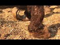 Save the donkeys hooves had not been trimmed for twelve years and were seriously deteriorated