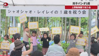 【速報】双子パンダ1歳 上野動物園で祝う会