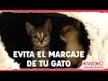 Evita el MARCAJE de tu GATO 👉【CAUSAS Y CONSEJOS】🐱✅