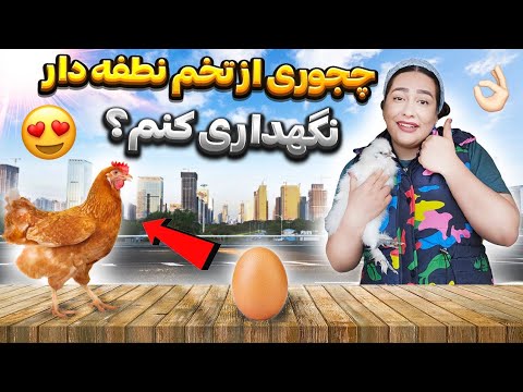 چجوری از تخم نطفه دار قبل از اینکه بزاریم زیر مرغ یا تو دستگاه جوجه کشی نگهداری کنیم