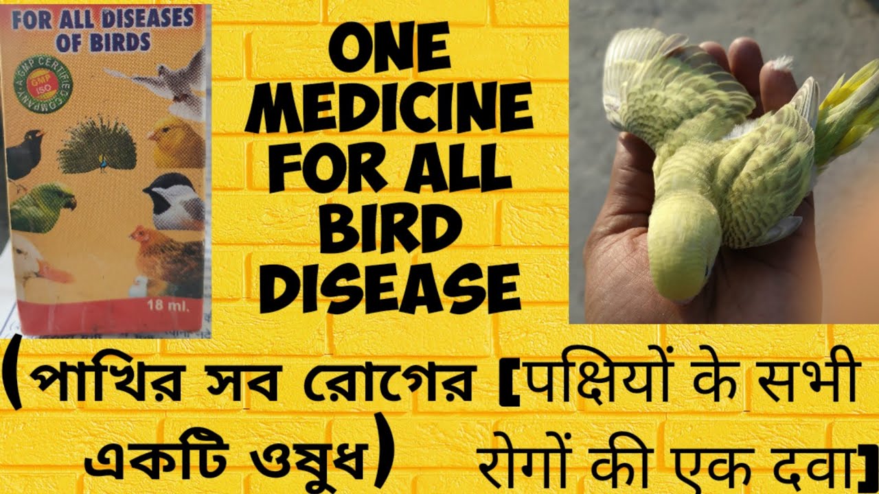 One medicine for all bird disease পাখির সব রোগের একটি ওষুধ पक्षियों