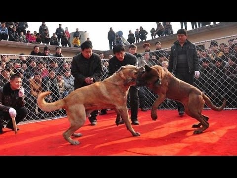 土佐犬 日本の戦闘犬null Youtube