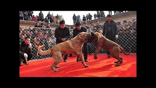 海外の反応 日本の闘犬 土佐犬が最強と言われる理由 いぬ部 犬動画まとめ