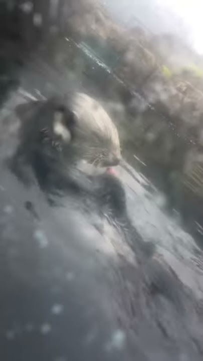 sea otter sucks his own dick