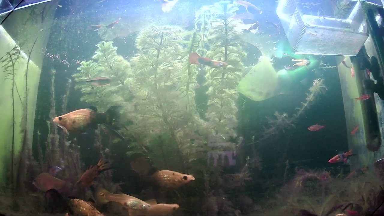 Aquarium live stream YouTube