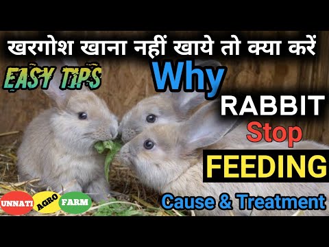 खरगोश के सुस्त रहने , खाना न खाने के कारण और उपचार ll Why Rabbit stop feeding ! Reason n Treatments