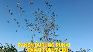 MULUT BURUNG PUNAI DAPAT BANYAK!! PANEN PUNAI