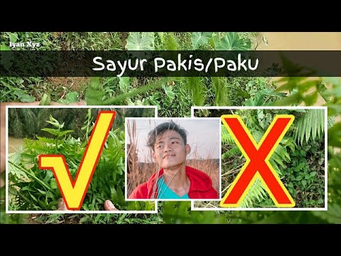 Video: Jantan Pakis