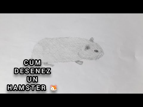 Video: Cum Să Desenezi Un Hamster Cu Un Creion