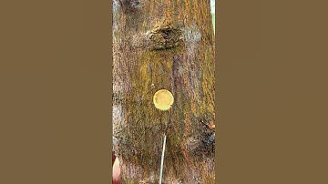 Best grafting technique fruit tree | Graft side graft method.