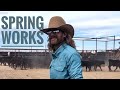 Roping calves at the flatrock ranch