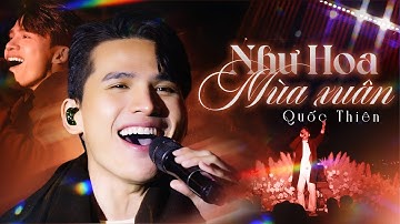 Như Hoa Mùa Xuân - Quốc Thiên (Bản Đẹp 4K) | Live at #Lululola