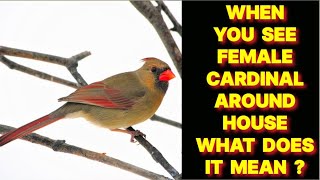 WHEN YOU SEE A FEMALE CARDINAL BIRD AROUND YOUR HOUSE WHAT DOES IT MEAN ?