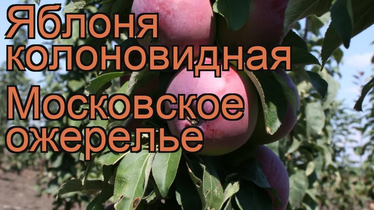 Московское ожерелье купить. Яблоня колоновидная Московское ожерелье. Колоновидная яблоня сорт Московское ожерелье. Яблоня Московское ожерелье колоновидная опылители. Яблони колоновидные Московское ожерелье описание сорта.