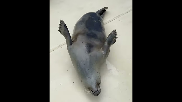 Funny Seal Slapping Her Belly