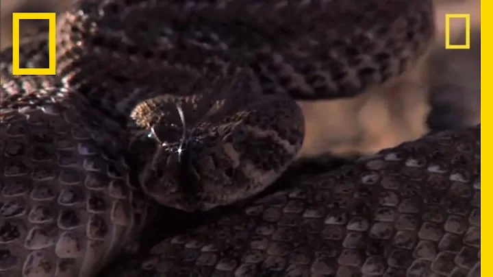 Rattlesnake vs. Rat | National Geographic