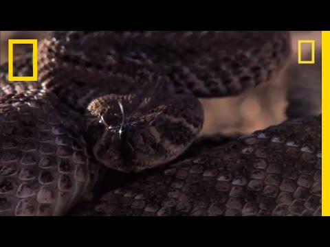 Rattlesnake vs. Rat | National Geographic