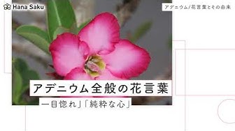 花言葉 Youtube
