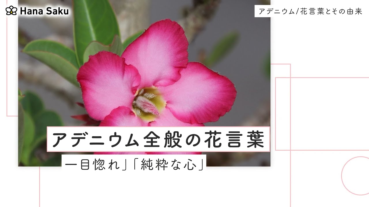 アデニウム 砂漠のバラ の花言葉と由来 種類と特徴も紹介 Hanasaku