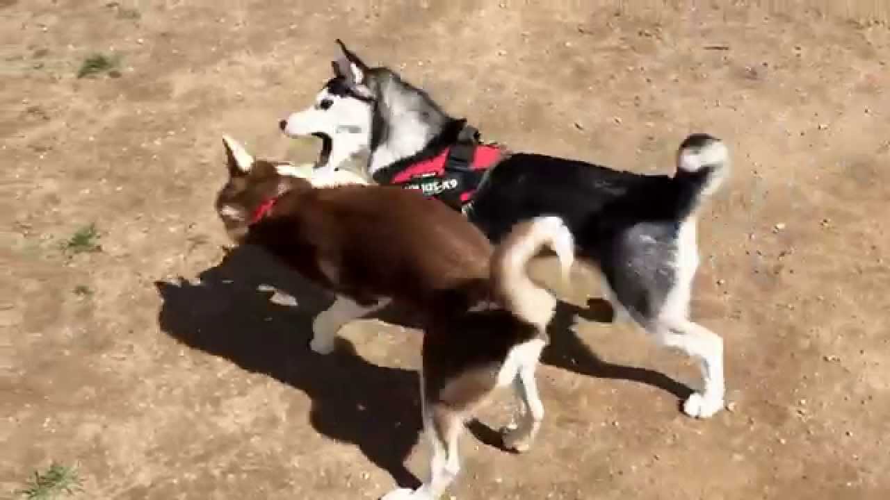 are huskies good at fighting