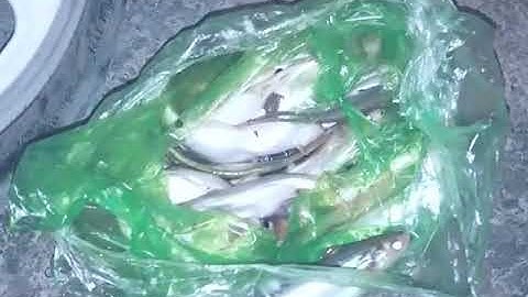 Câu cá dứa cầu Hàm Luông . Kết thúc seri .kkk