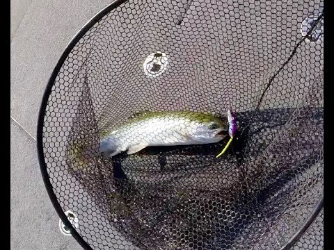 How To Catch Trout On The SPRO BBZ-1 2.5 Mouse. 
