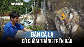 Đàn cá lạ trên sông Tiền được người dân miền Tây chăm sóc như báu vật