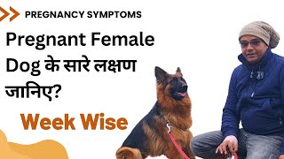 How to check Female Dog's Pregnancy | All Symptoms | Week Wise Changes | Baadal Bhandaari
