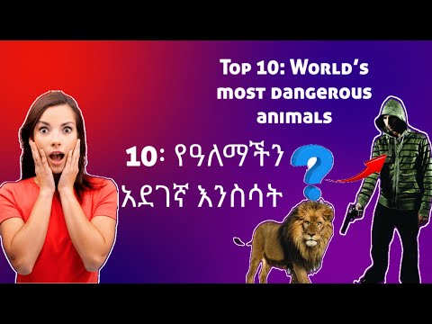 TOP 10: World&rsquo;s most Dangerous Animals// 10 የአለማችን አደገኛ እንስሳት።