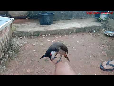 Video: Zoo Nkauj Quaj Heev