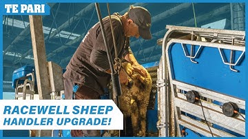Sheep Handling Made Easier | New Racewell Series 2