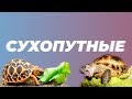 СУХОПУТНЫЕ ЧЕРЕПАХИ. Всё, что нужно знать о них.