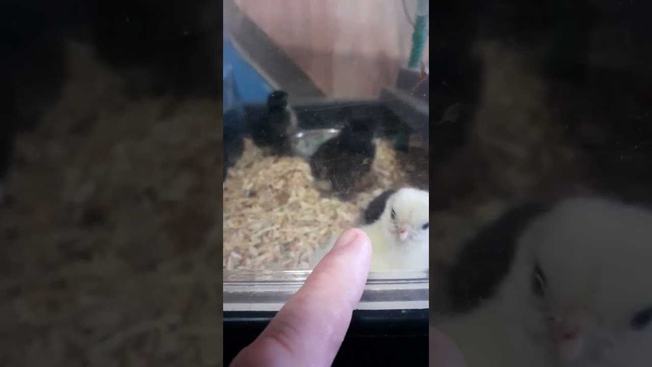 Baby chicks enjoying food  @FullTimeFM