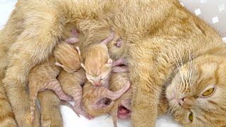 Wake up, scream, fight, eat, sleep. repeat. 😂🐱🍼