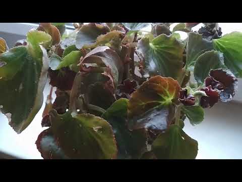 Video: Altijd Bloeiende Begonia