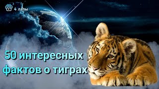 50 интересных фактов о тиграх