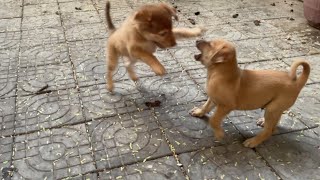 Puppies play together happily